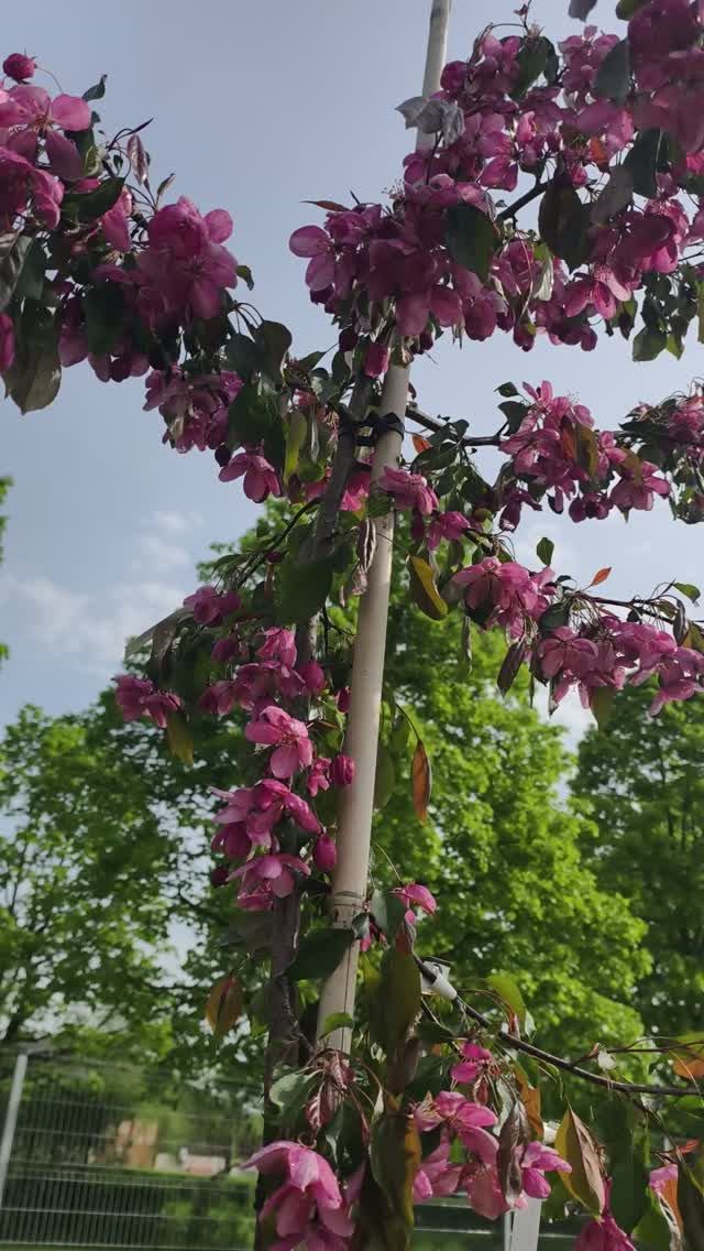 Яблоня Недзвецкого ф. плакучая