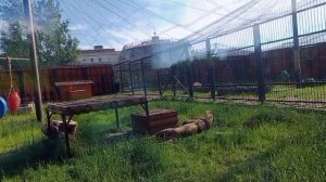TTZR9231-09.06.2026-Видео от Ивана