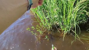 Солнце зелень и рыбки.
