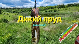 [2026]Рыбалка на спиннинг в июне