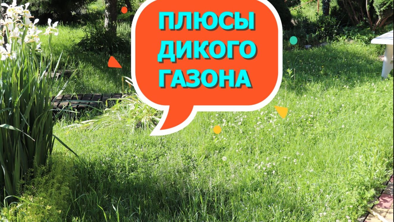 Сила и прелесть дикого газона.