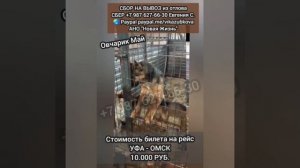 Отлов..Он заглядывает в глаза, прислушивается к шагам😢Шанс на Жизнь...ПОМОГИТЕ ВЫВЕЗТИ Мая из отлов