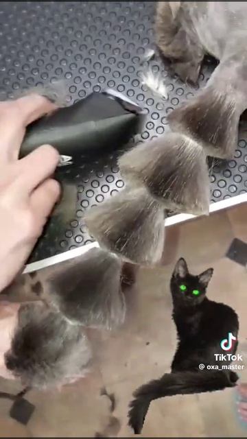 Как сделать косичку на хвосте у кошки 🤣 смотреть онлайн