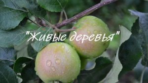 «Живые деревья»
