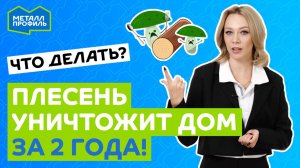 Плесень в доме: чем опасна, как не допустить и как избавиться?