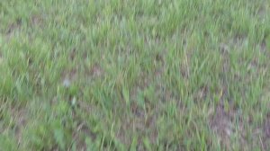 4247.mp4