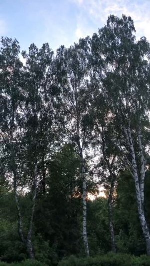Березы. Лето
