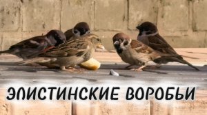 Воробьи обедают✅