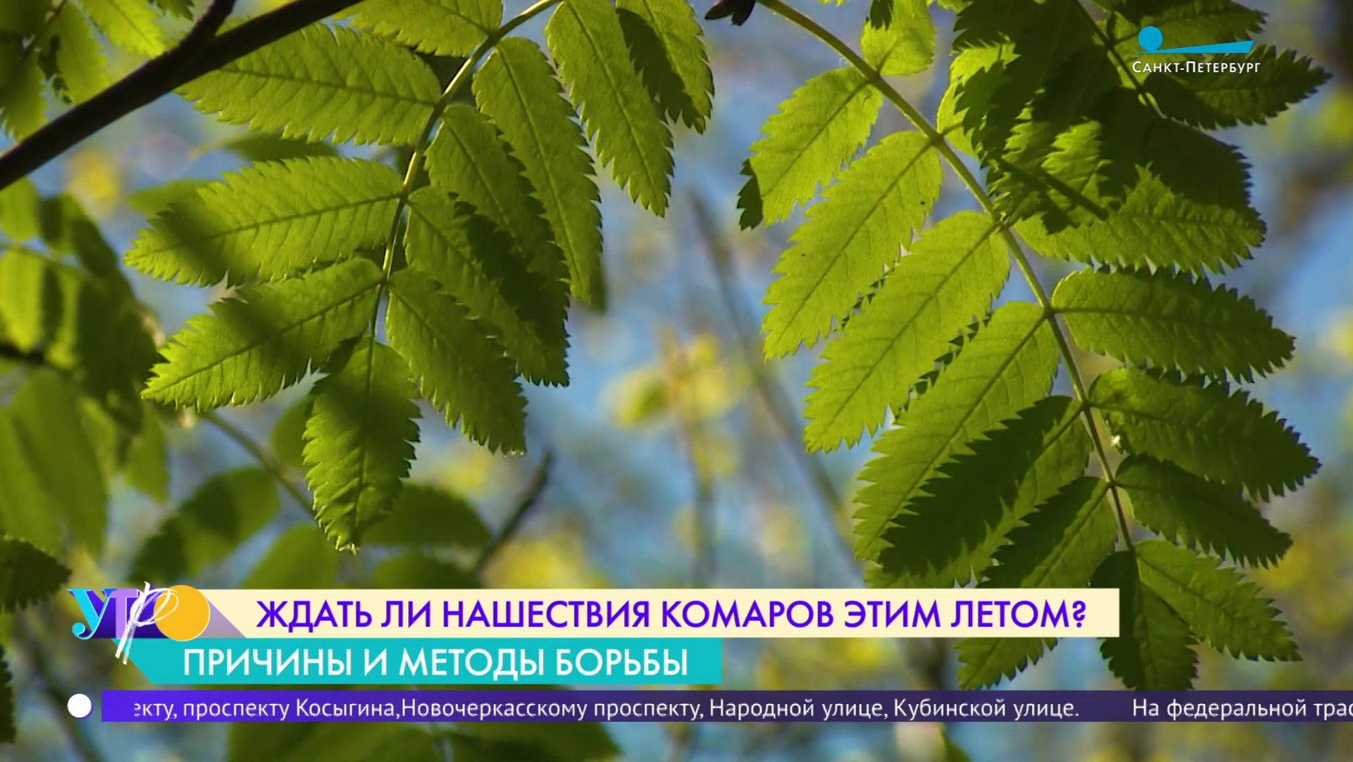 Ждать ли нашествия комаров этим летом?