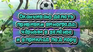 Оканчиваю делать прививки винограда: чёрным в зелёное и в приклад под кору, 10.06.26