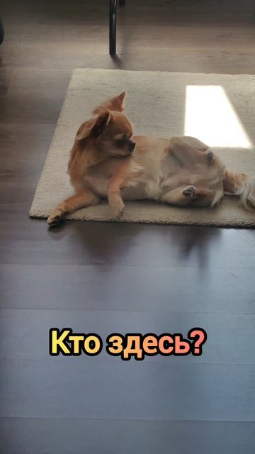 Газанул🤣 #пук