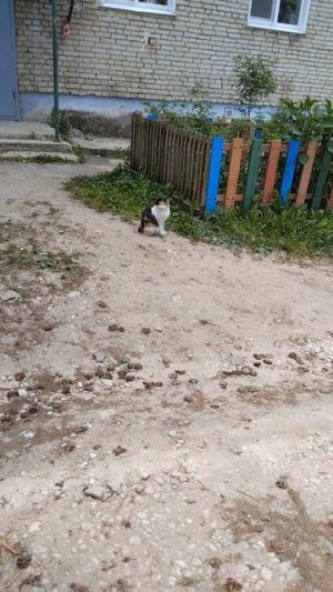 КОШКА! З-х цветных котов не бывает!!!