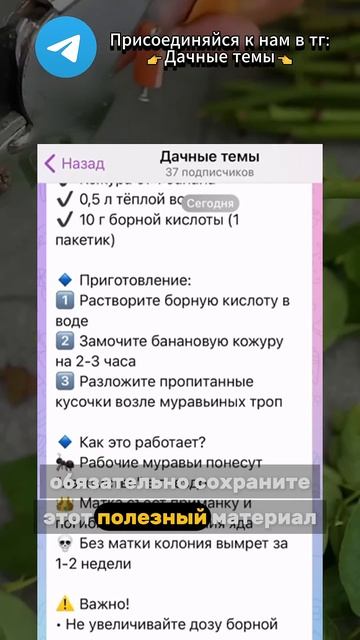 Единственный способ укоренить любые черенки. Тг Дачные темы дача садоводничество огород