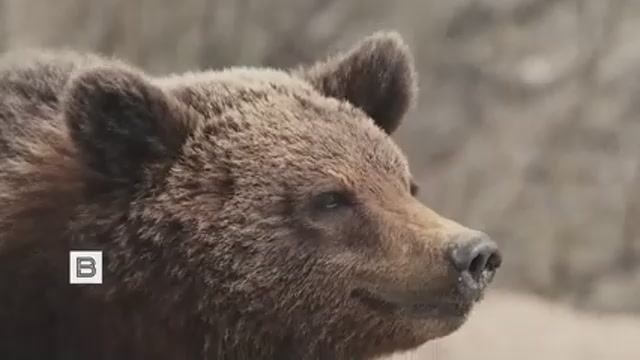 _Медведь_выпрашивает_еду_у_водителей_на_трассе_под_Магаданом
