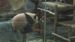 🐼Первый детеныш большой панды, родившийся в Индонезии, показался на публике