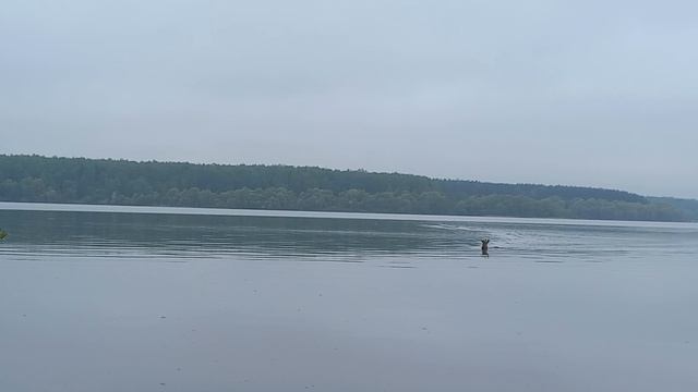Зверь приплыл по воде! Случай на рыбалке. смотреть онлайн