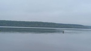Зверь приплыл по воде! Случай на рыбалке.