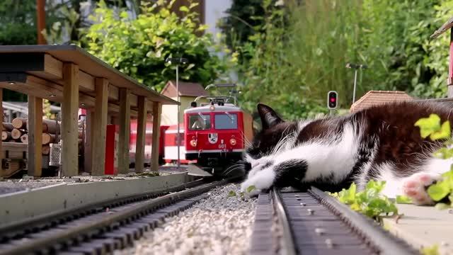 😺  Мини-поезд  и большая кошка на путях