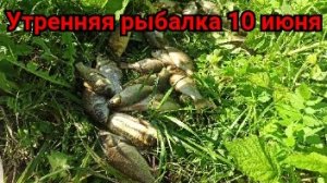 Прохладное утро 10 июня на рыбалке