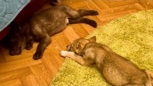 Волчата после дождя уснули и нам СТАЛО ЖАЛКО ИХ БУДИТЬ, чтобы искупать!