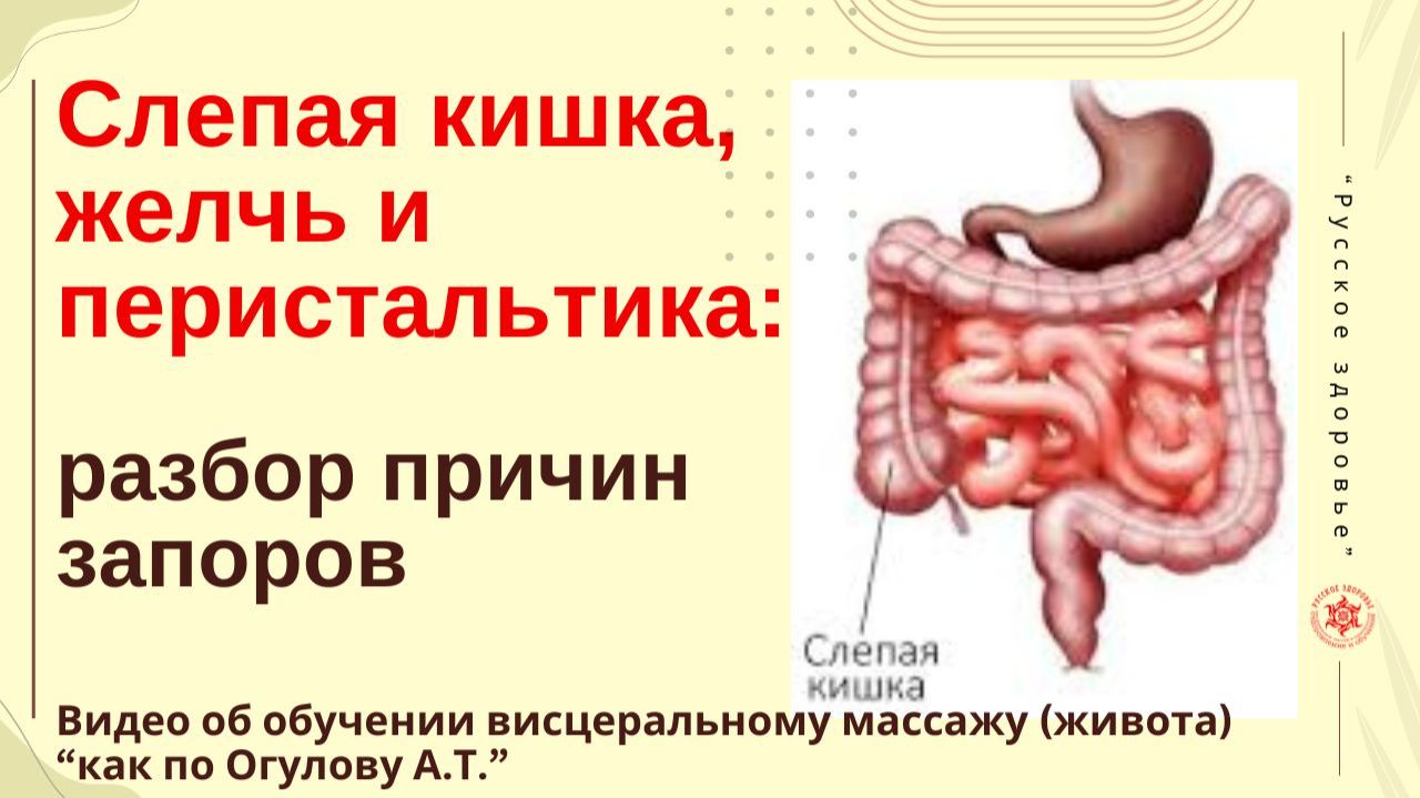 Слепая кишка, желчь и перистальтика: разбор причин запоров. Видео об обучении висцеральному массажу смотреть онлайн