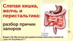 Слепая кишка, желчь и перистальтика: разбор причин запоров. Видео об обучении висцеральному массажу
