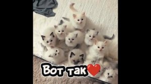 Мой