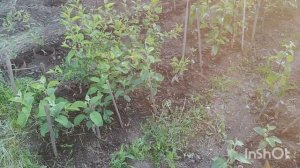 Мини питомник саженцев В.Тоторова. Саяногорск