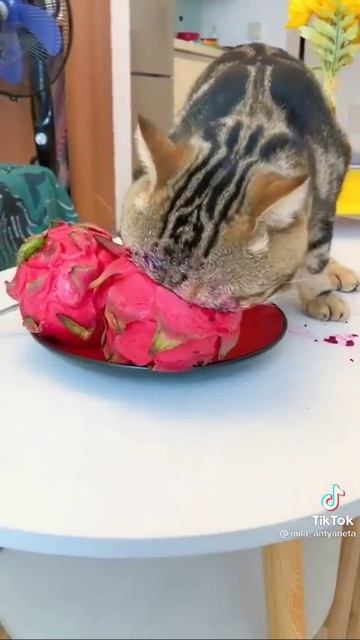 Голодный кот страшен