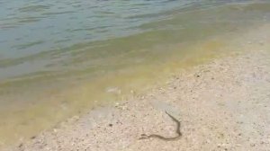 Морские змеи на Ейском пляже. Погода