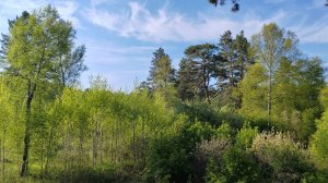 «Весна» попурри   #весна #попурри #лес #леснаяпрогулка #весна2026 #природавесной