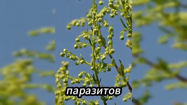 Тайна травы, которая спасла миллионы людей и до сих пор остаётся под запретом.