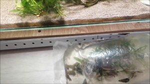 Купил разводных улиток Геркулес