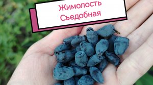 Жимолость синяя съедобная ягоды 👌