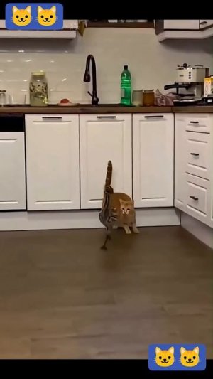 Funny cats 😎😎🐱🐱