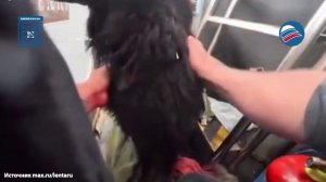 Собаку в одиночестве дрейфовавшую на байдарке посреди моря спасли у брегов Англии