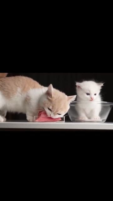 Котик кушает рыбку смотреть онлайн