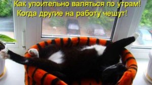 КотоМатрицы ! (2)