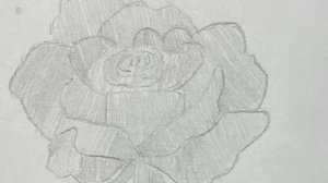 Рисуем розу🌹