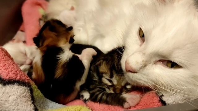 Безмятежное материнство спасенной белоснежной кошечки Гары