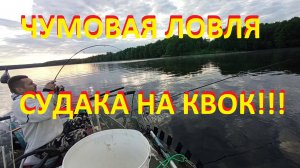 Чумовая ловля судака на квок!!!