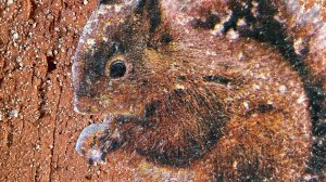 Кормим белочку Стрелочку 🐿️ УФА Парк Победы