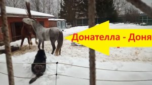 Доня всех сегодня кусает