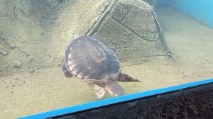 Сафари парк на Калужском