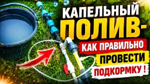КАПЕЛЬНЫЙ ПОЛИВ-КАК ПРАВИЛЬНО ПРОВЕСТИ ПОДКОРМКУ