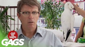 Обливание водой незнакомцев в лица, мытье окон, подушка из гусиного пера Розыгрыш PRANK