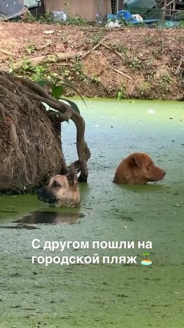 байт смотреть онлайн