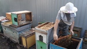 Пересадил пчелосеью для отстройки малоформатных сот.