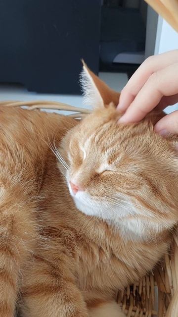 Кошачий массаж