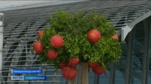 На Ставрополье открылся форум «PRO ЯБЛОКО»